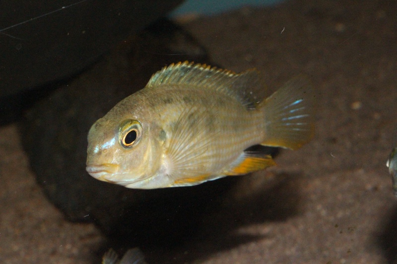 Tropheops sp. 'red cheek' Chizumulu Island